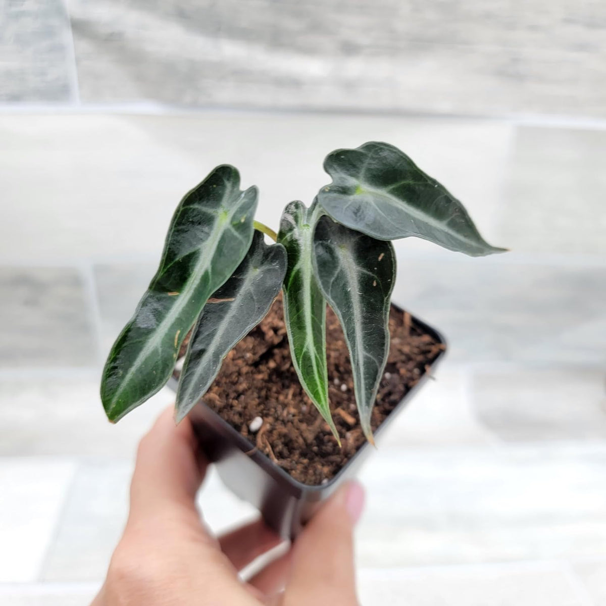 3 inch Alocasia Bambino in Nursery Plant Pot J378