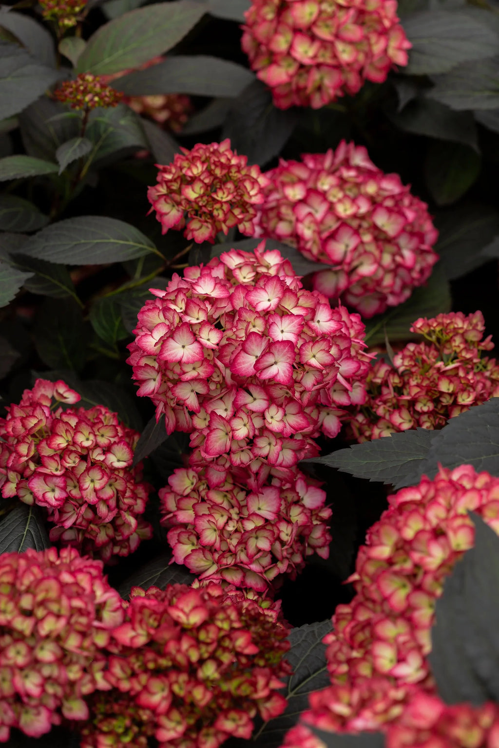 Bigleaf Hydrangea V507