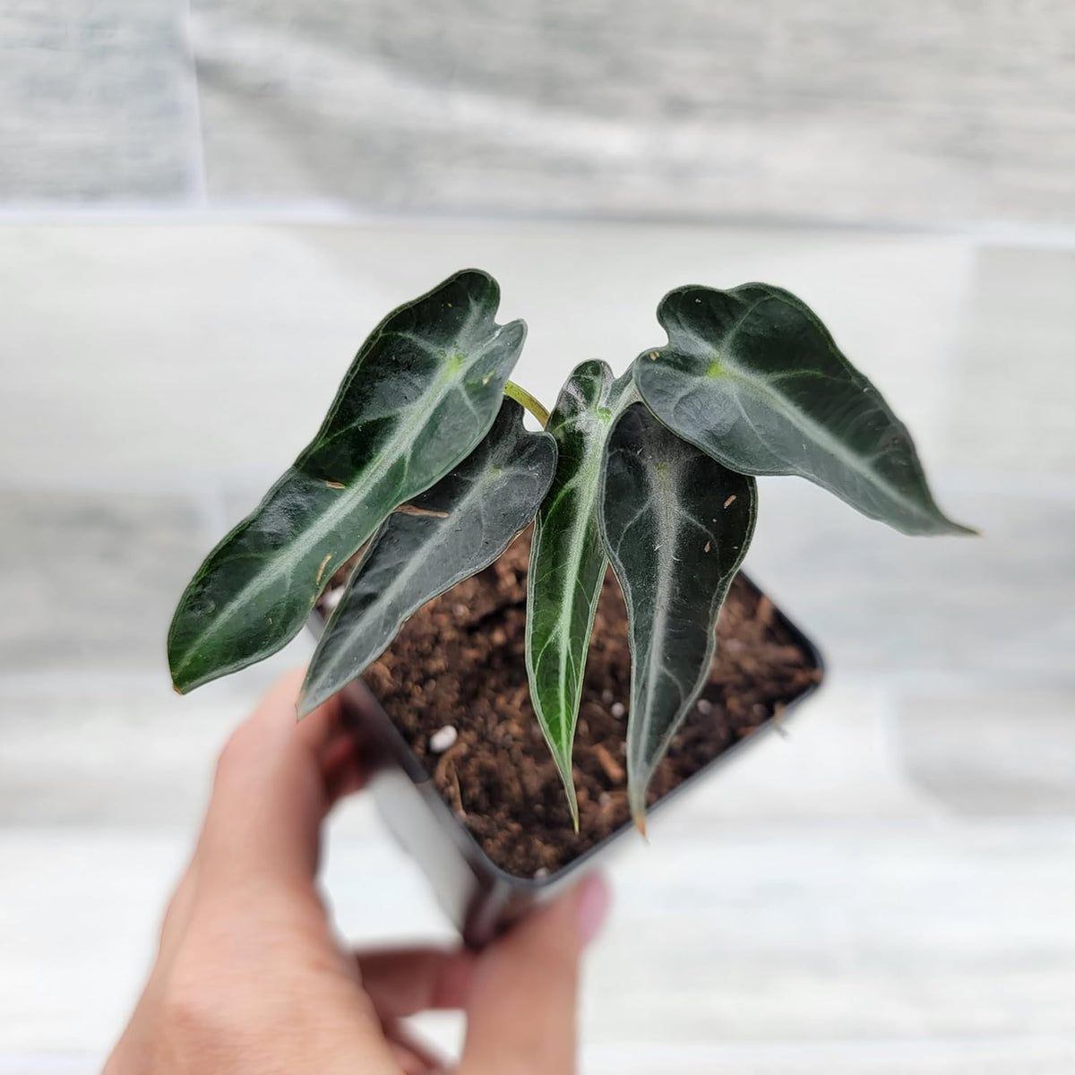 3 inch Alocasia Bambino in Nursery Plant Pot J378