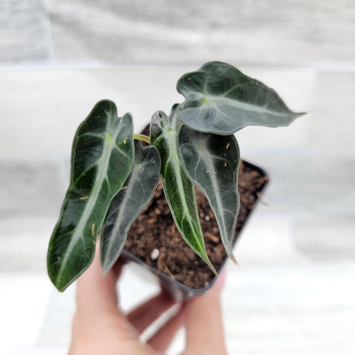 3 inch Alocasia Bambino in Nursery Plant Pot J378