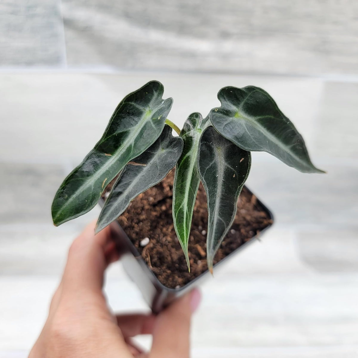 3 inch Alocasia Bambino in Nursery Plant Pot J378