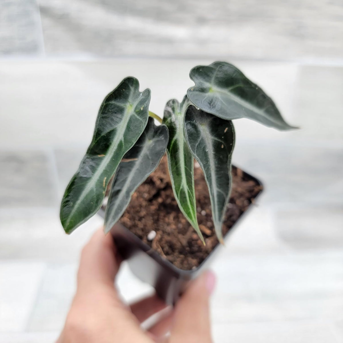 3 inch Alocasia Bambino in Nursery Plant Pot J378