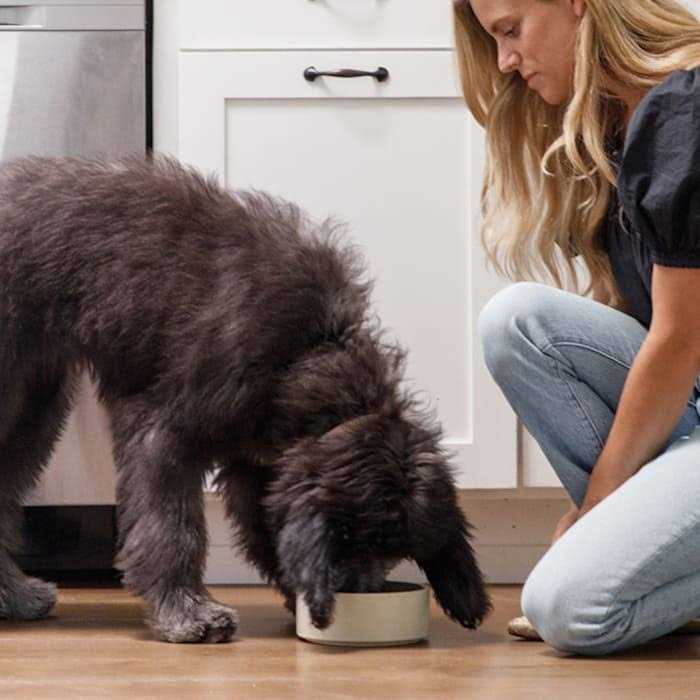 Chicken Brown Rice & Sweet Potato Dry Dog Food D563578