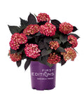Bigleaf Hydrangea V507